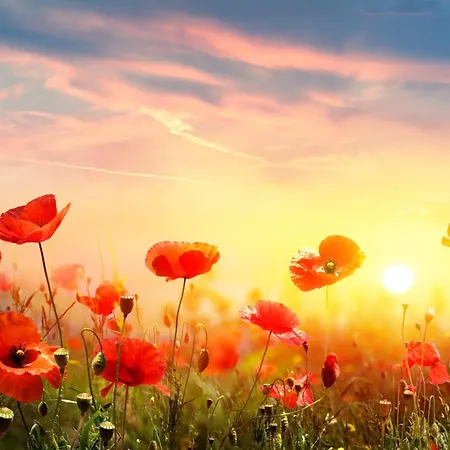 Lägenhet Oase Der Ruhe *